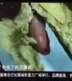 [问题讨论]猪肉颜色变化气味继续拉下来蔬菜变黑了昆虫诞生了彭山一所贵族学校的食堂爆炸了