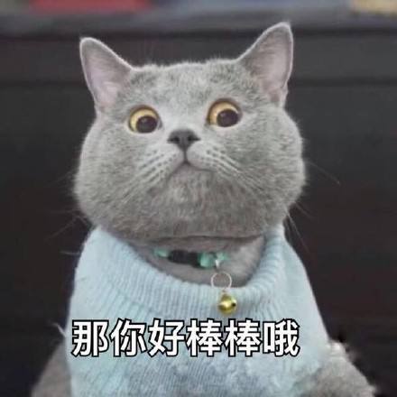 可爱猫猫.jpg